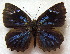  (Stempfferia rileyi - MLIB-1882)  @11 [ ] CreativeCommons - Attribution (2015) Michel Libert Centre for Biodiversity Genomics