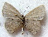  (Cupidesthes mimetica - MLIB-1889)  @13 [ ] CreativeCommons - Attribution (2015) Michel Libert Centre for Biodiversity Genomics