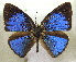  (Stempfferia sylviae - MLIB-1920)  @14 [ ] CreativeCommons - Attribution (2016) Michel Libert Centre for Biodiversity Genomics