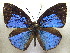  (Stempfferia annae - MLIB-1922)  @14 [ ] CreativeCommons - Attribution (2016) Michel Libert Centre for Biodiversity Genomics