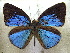  ( - MLIB-1923)  @12 [ ] CreativeCommons - Attribution (2016) Michel Libert Centre for Biodiversity Genomics