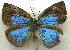  (Stempfferia cf. jolyana - MLIB-1932)  @11 [ ] CreativeCommons - Attribution (2016) Michel Libert Centre for Biodiversity Genomics