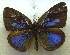  (Cephetola marginalis - MLIB-1937)  @14 [ ] CreativeCommons - Attribution (2016) Michel Libert Centre for Biodiversity Genomics