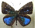  ( - MLIB-1956)  @13 [ ] CreativeCommons - Attribution (2016) Michel Libert Centre for Biodiversity Genomics