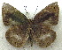  ( - MLIB-1956)  @12 [ ] CreativeCommons - Attribution (2016) Michel Libert Centre for Biodiversity Genomics