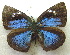  (Stempfferia michelae - MLIB-1977)  @14 [ ] CreativeCommons - Attribution (2016) Michel Libert Centre for Biodiversity Genomics