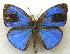  ( - MLIB-1980)  @14 [ ] CreativeCommons - Attribution (2016) Michel Libert Centre for Biodiversity Genomics