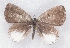  (Cupidesthes thyrsis - MLIB-2352)  @11 [ ] CreativeCommons - Attribution Non-Commercial Share-Alike (2018) Michel Libert Centre for Biodiversity Genomics