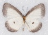 (Liptena immaculata immaculata - MLIB-2378)  @11 [ ] CreativeCommons - Attribution Non-Commercial Share-Alike (2018) Michel Libert Centre for Biodiversity Genomics