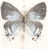  (Hypolycaena liara - MLIB-2625)  @11 [ ] by-nc-na (2020) Michel Libert Centre for Biodiversity Genomics