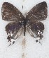  (Hypolycaena nigra - MLIB-2628)  @11 [ ] by-nc-na (2020) Michel Libert Centre for Biodiversity Genomics