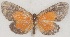  (Ptelina carnuta - MLIB-2644)  @11 [ ] by-nc-na (2020) Michel Libert Centre for Biodiversity Genomics