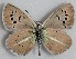 (Polyommatus attalaensis - MLIB-2685)  @11 [ ] by-nc-na (2020) Michel Libert Centre for Biodiversity Genomics