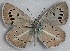  (Polyommatus eurypilos - MLIB-2688)  @11 [ ] by-nc-na (2020) Michel Libert Centre for Biodiversity Genomics