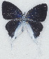  (Hypolycaena kakumi - MLIB-2717)  @11 [ ] by-nc-na (2021) Michel Libert Centre for Biodiversity Genomics