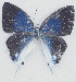  (Hypolycaena dubia - MLIB-2723)  @11 [ ] by-nc-na (2021) Michel Libert Centre for Biodiversity Genomics