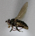  (Hydrellia trichaeta - BIOUG24645-H3)  @11 [ ] CreativeCommons - Attribution Non-Commercial Share-Alike (2015) Unspecified Lyman Museum, McGill University