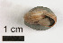  (Cernuella neglecta - AL-7319)  @11 [ ] Copyright (2018) Kruckenhauser L. Natural History Museum Vienna