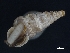 (Cochlostoma henricae - AL-7751)  @11 [ ] Copyright (2018) Kruckenhauser L. Natural History Museum Vienna