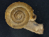  ( - Mollusca NHMW-108987_1)  @11 [ ] Copyright (2018) Kruckenhauser L. Natural History Museum Vienna