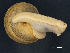  ( - Mollusca NHMW-108987_1)  @11 [ ] Copyright (2018) Kruckenhauser L. Natural History Museum Vienna