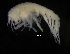  ( - ZMBN_104022)  @11 [ ] CreativeCommons - Attribution Non-Commercial Share-Alike (2015) University of Bergen University of Bergen, Natural History Collections