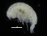  (Tryphosella sp1Pans - ZMBN_108162)  @11 [ ] CreativeCommons - Attribution Non-Commercial Share-Alike (2016) University of Bergen Natural History Collections