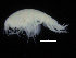  (Tryphosella sp2Pans - ZMBN_108163)  @11 [ ] CreativeCommons - Attribution Non-Commercial Share-Alike (2016) University of Bergen Natural History Collections