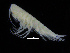  (Syrrhoe affinis - ZMBN_108234)  @11 [ ] CreativeCommons - Attribution Non-Commercial Share-Alike (2016) University of Bergen Natural History Collections