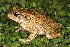  (Amietophrynus rangeri - PEM_D0019)  @14 [ ] CreativeCommons - Attribution Non-Commercial Share-Alike (2013) PEM PEM