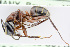  (Camponotus ligniperdus - BC-ZSM-HYM-24058-C01)  @14 [ ] CreativeCommons - Attribution Non-Commercial Share-Alike (2016) SNSB, Staatliche Naturwissenschaftliche Sammlungen Bayerns ZSM (SNSB, Zoologische Staatssammlung Muenchen)