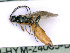  ( - BC-ZSM-HYM-24065-D06)  @13 [ ] CreativeCommons - Attribution Non-Commercial Share-Alike (2016) SNSB, Staatliche Naturwissenschaftliche Sammlungen Bayerns ZSM (SNSB, Zoologische Staatssammlung Muenchen)