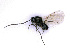  (Rhoptromeris heptoma - BC-ZSM-HYM-24071-F11)  @13 [ ] CreativeCommons - Attribution Non-Commercial Share-Alike (2016) SNSB, Staatliche Naturwissenschaftliche Sammlungen Bayerns ZSM (SNSB, Zoologische Staatssammlung Muenchen)