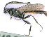  (Baeosemus oenescens - BC-ZSM-HYM-24075-B01)  @13 [ ] CreativeCommons - Attribution Non-Commercial Share-Alike (2016) SNSB, Staatliche Naturwissenschaftliche Sammlungen Bayerns ZSM (SNSB, Zoologische Staatssammlung Muenchen)