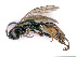 (Barichneumon praeceptor - BC-ZSM-HYM-24079-C02)  @15 [ ] CreativeCommons - Attribution Non-Commercial Share-Alike (2016) SNSB, Staatliche Naturwissenschaftliche Sammlungen Bayerns ZSM (SNSB, Zoologische Staatssammlung Muenchen)