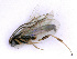  ( - BC-ZSM-HYM-24107-C09)  @13 [ ] CreativeCommons - Attribution Non-Commercial Share-Alike (2016) SNSB, Staatliche Naturwissenschaftliche Sammlungen Bayerns ZSM (SNSB, Zoologische Staatssammlung Muenchen)