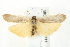  ( - BIOUG00798-H11)  @13 [ ] CreativeCommons - Attribution (2011) CBG Photography Group Centre for Biodiversity Genomics