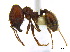  (Pheidole fallax - CCDB-22213-A12)  @14 [ ] CreativeCommons - Attribution (2011) M. Alex Smith Centre for Biodiversity Genomics