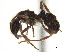  (Gnamptogenys curtula - CCDB-22213-B04)  @13 [ ] CreativeCommons - Attribution (2011) M. Alex Smith Centre for Biodiversity Genomics