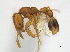  (Solenopsis MAS022 - CCDB-22213-D05)  @15 [ ] CreativeCommons - Attribution (2011) M. Alex Smith Centre for Biodiversity Genomics