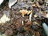  (Neopaxillus echinospermus - CTES QB-42-29)  @11 [ ] Copyright (2014) IBONE IBONE