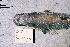  (Etmopterus dianthus - BPS-0448)  @13 [ ] Copyright (2002) Samuel P. Iglesias Museum national d'Histoire naturelle