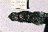  (Etmopterus lucifer - BPS-0450)  @13 [ ] Copyright (2002) Samuel P. Iglesias Museum national d'Histoire naturelle