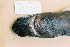 (Etmopterus pseudosqualiolus - BPS-0453)  @13 [ ] Copyright (2002) Samuel P. Iglesias Museum national d'Histoire naturelle