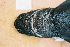  (Centroscymnus coelolepis - BPS-0455)  @13 [ ] Copyright (2002) Samuel P. Iglesias Museum national d'Histoire naturelle