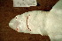  (Squalus chloroculus - BPS-0766)  @13 [ ] Copyright (2002) Samuel P. Iglesias Museum national d'Histoire naturelle