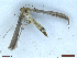  (Hellinsia coniodactylus - CLV48537)  @11 [ ] CreativeCommons  Attribution Non-Commercial Share-Alike (2024) Carlos Lopez Vaamonde Institut National de la Recherche Agronomique, Zoologie Forestiere
