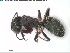  (Camponotus erinaceus - DNA_T1124)  @11 [ ] © (2024) Thomas Schmitzer Julius-Maximilians-Universität Würzburg