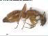  (Camponotus bottegoi - DNA_T1342)  @11 [ ] © (2024) Thomas Schmitzer Julius-Maximilians-Universität Würzburg
