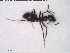  (Lepisiota capensis anceps - DNA_T500)  @11 [ ] © (2024) Thomas Schmitzer Julius-Maximilians-Universität Würzburg